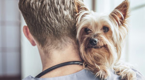 Small Dog On Doctors Shoulder