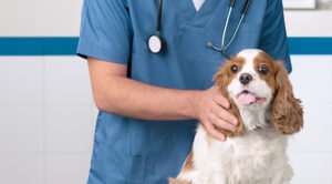 Dog Patient Monitoring