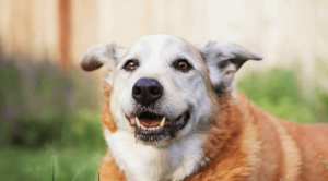 Senior Dog Orthopedic Surgery