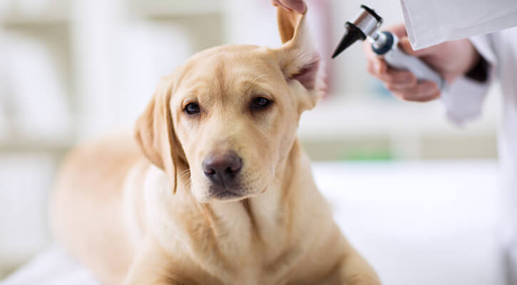 Dog Ear Endoscopy
