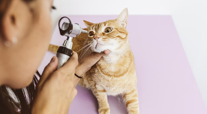Cat Getting Medical Assessment