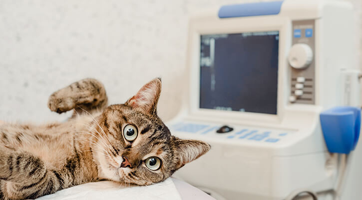 Cat Getting Ultrasound